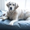 HG odour eliminator for all surfaces